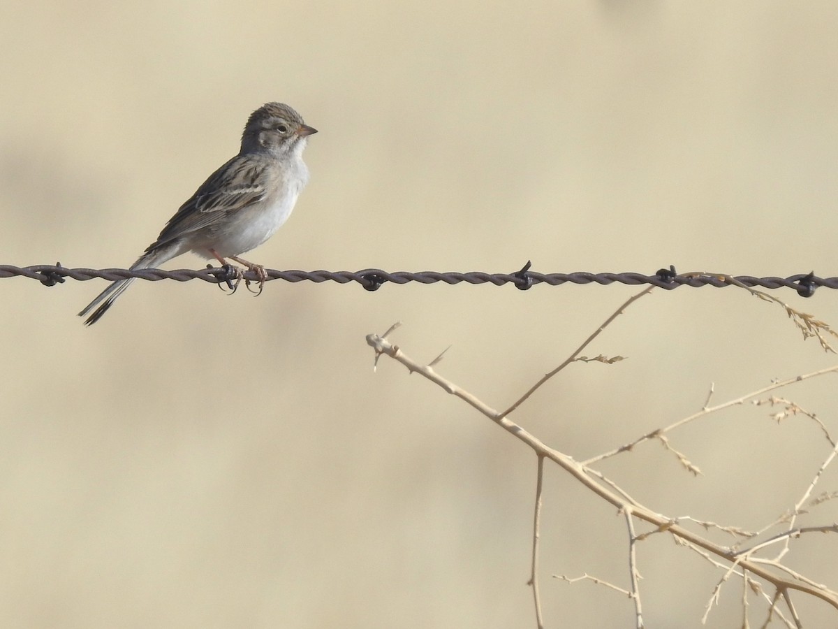 Brewer's Sparrow - ML565279211