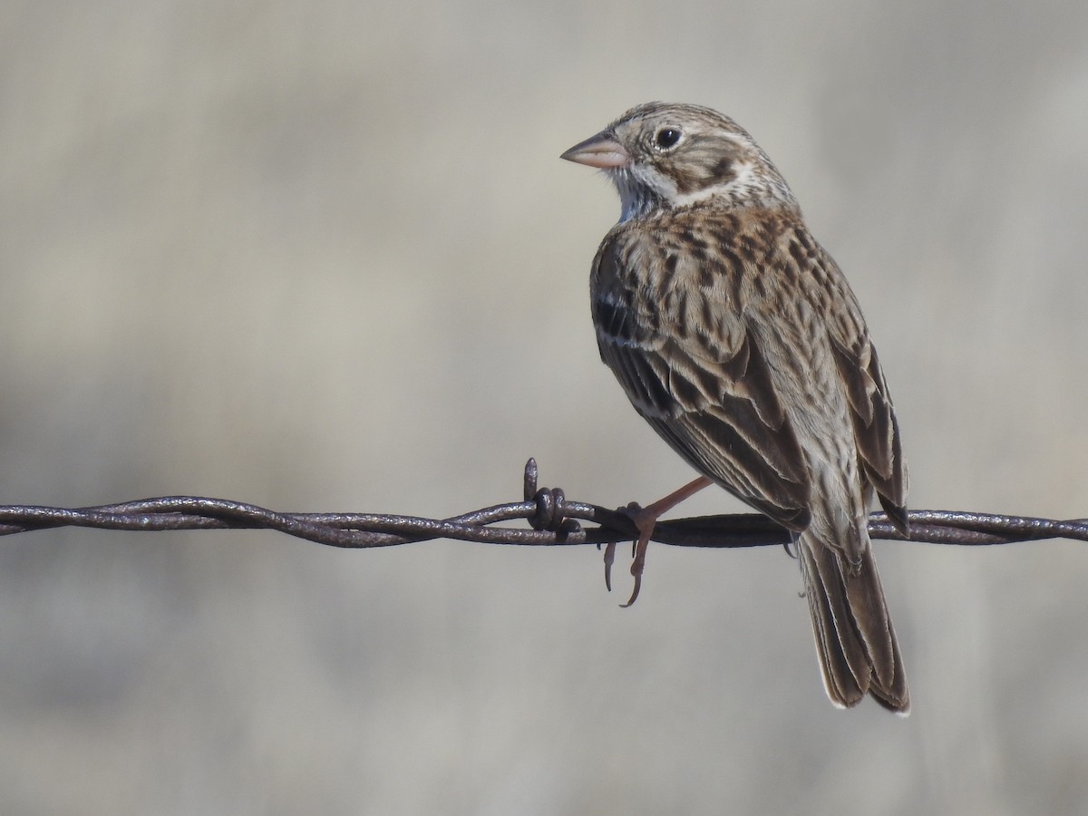 Vesper Sparrow - ML565279341