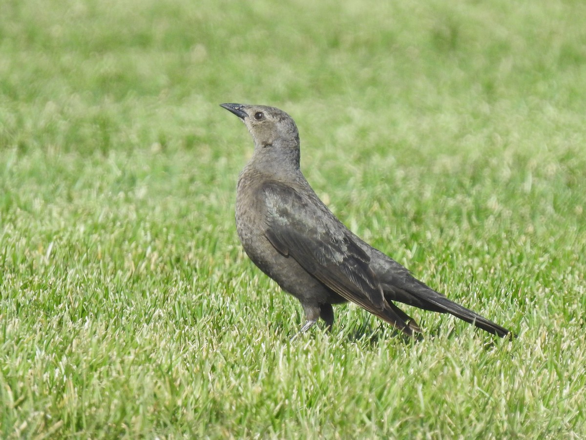 Brewer's Blackbird - ML565279391