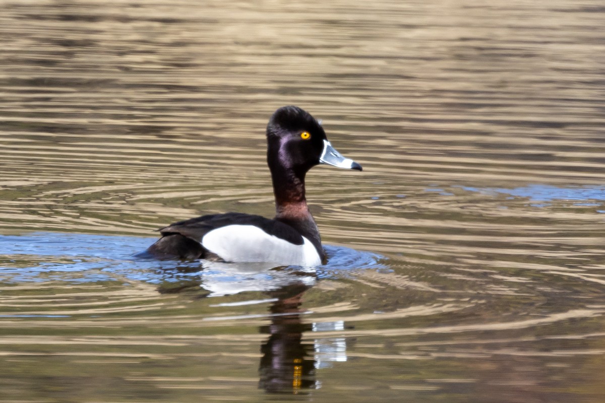 Ring-necked Duck - ML565280011