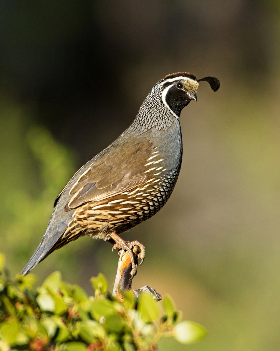 California Quail - ML565281841