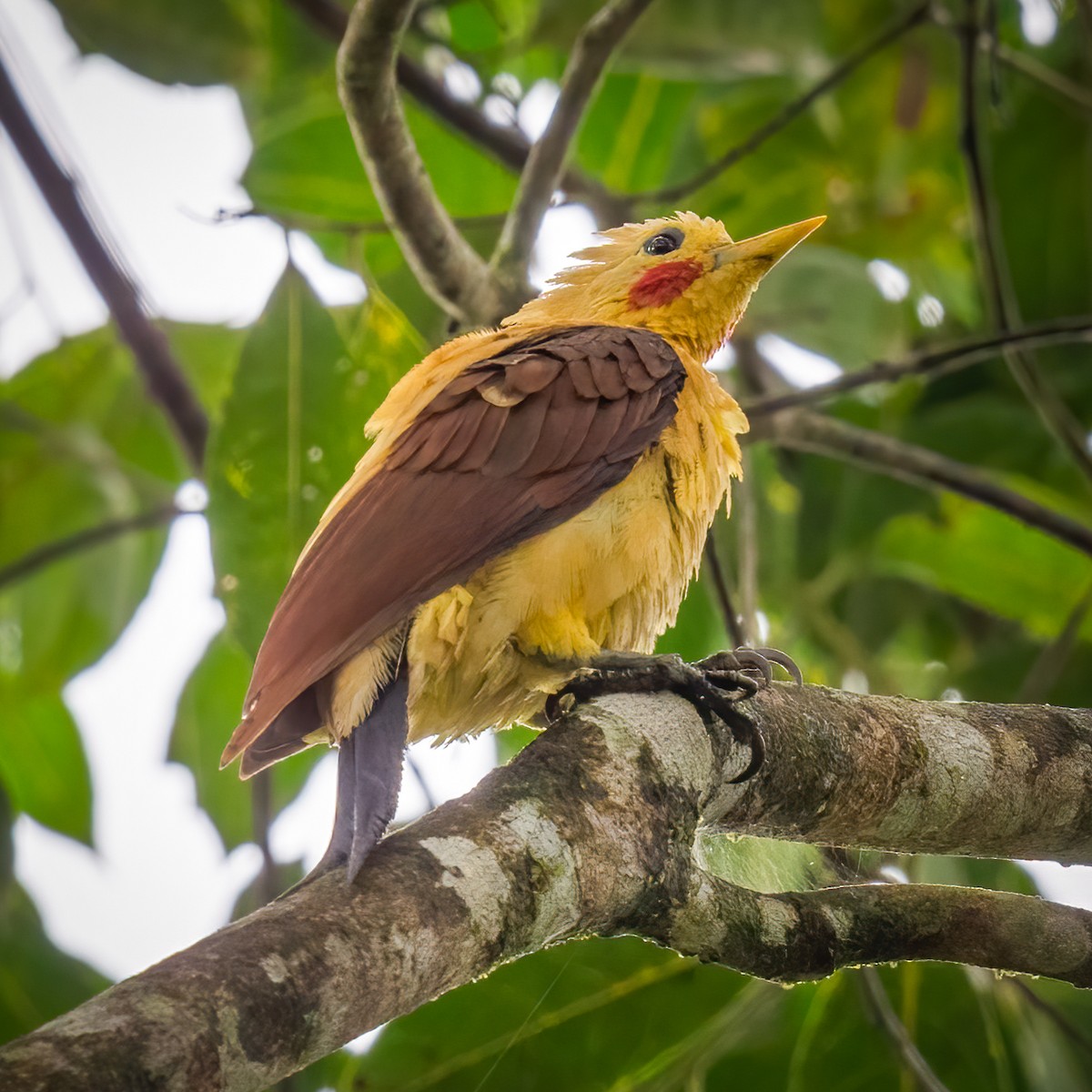 Cream-colored Woodpecker - ML565282411