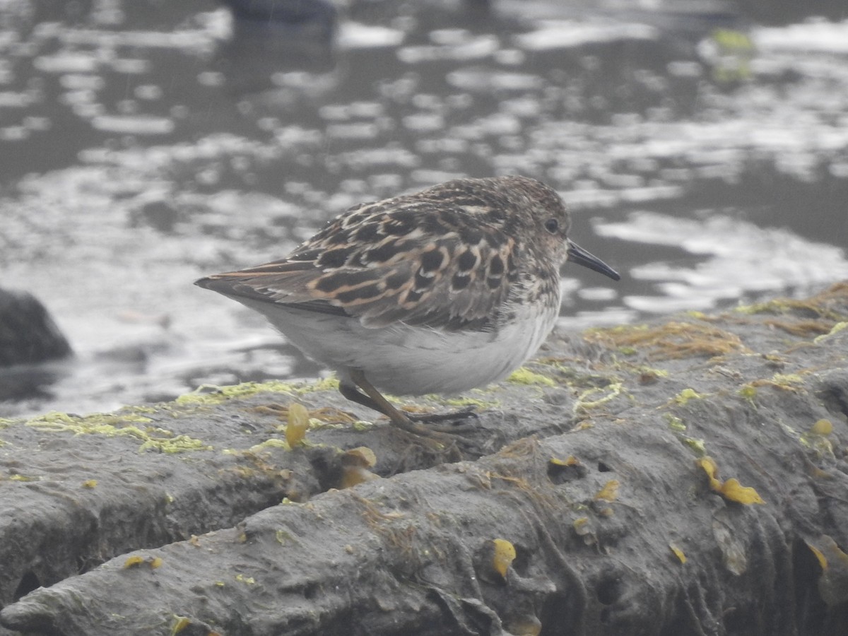 Least Sandpiper - ML565283651