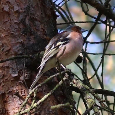 Common Chaffinch - ML565283871