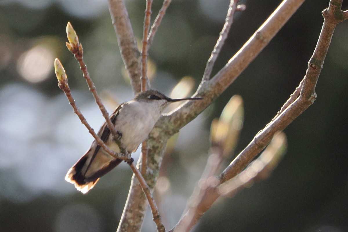 Ruby-throated Hummingbird - steve b