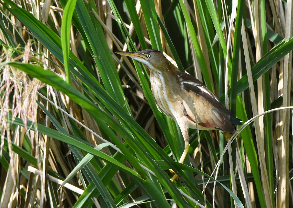 Least Bittern - Erik Johnson