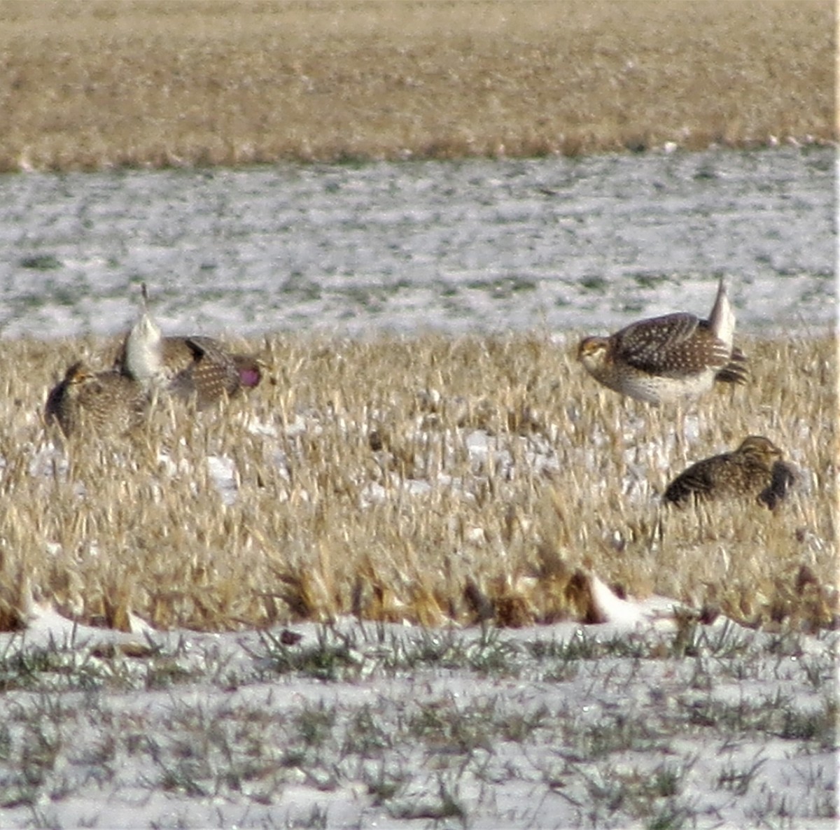 Sharp-tailed Grouse - ML565285311