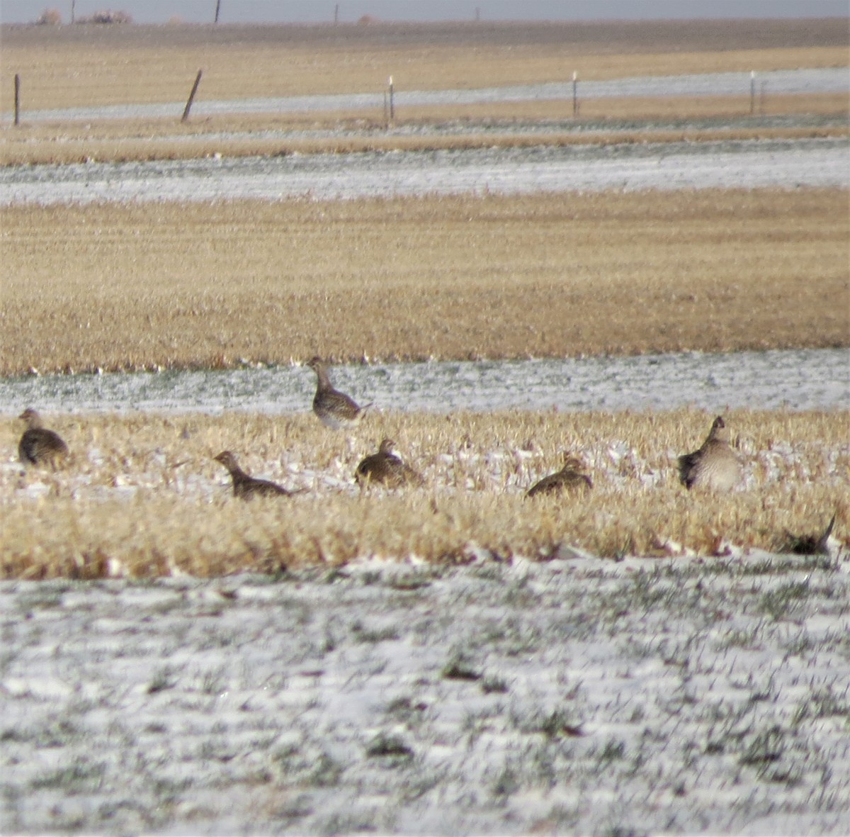 Gallo de las Praderas Rabudo - ML565285391