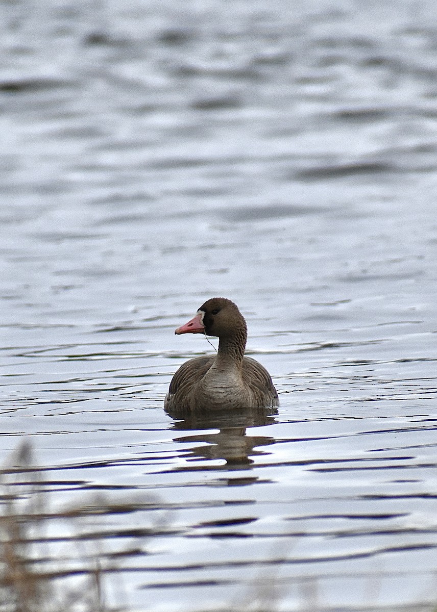 Greater White-fronted Goose - ML565285711