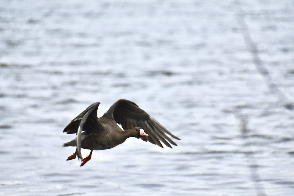 Greater White-fronted Goose - ML565285721