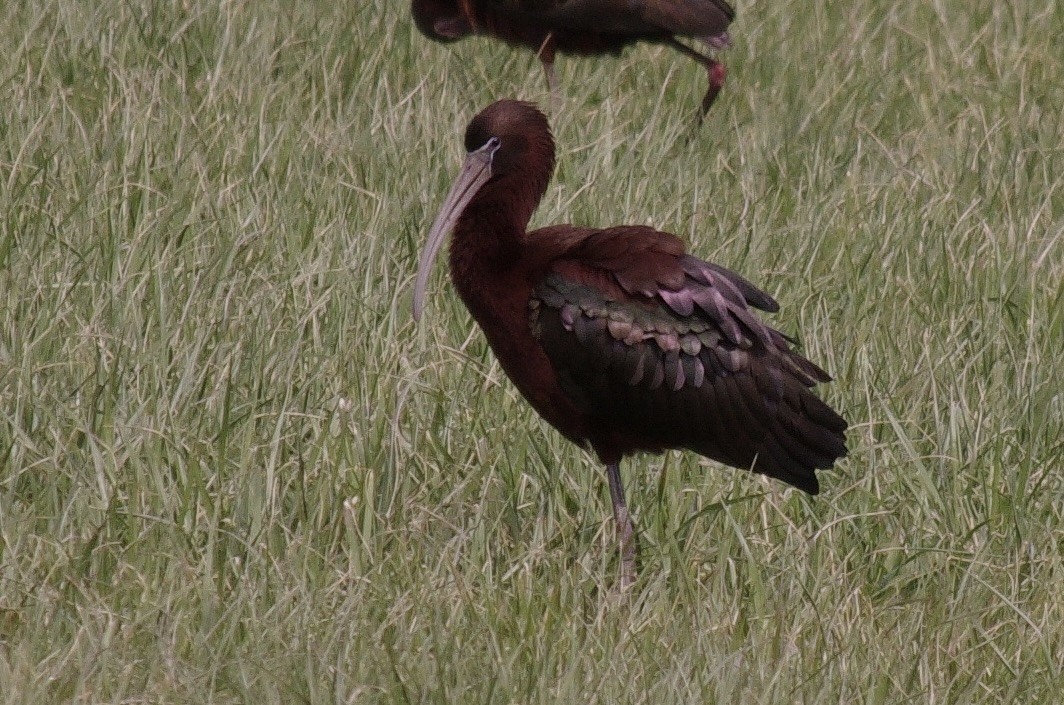 ibis hnědý - ML565285791