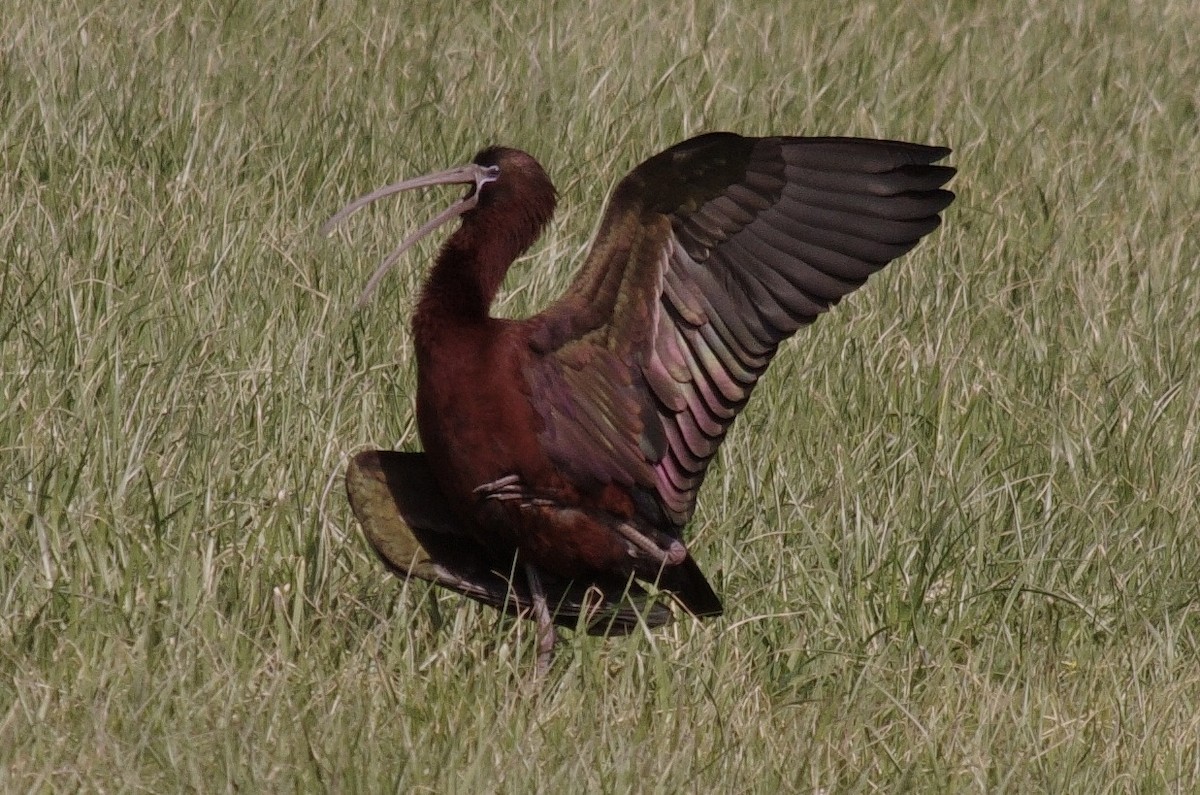 ibis hnědý - ML565285841