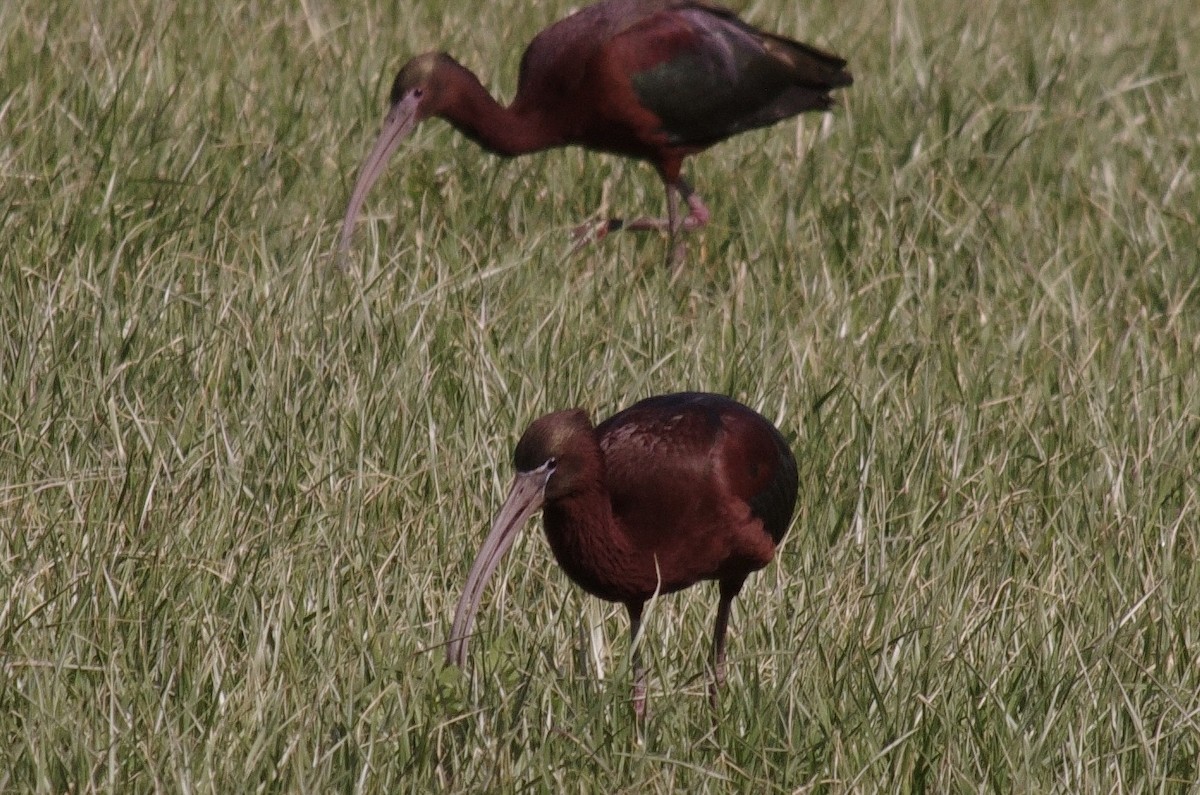 Glossy Ibis - robert beauchamp