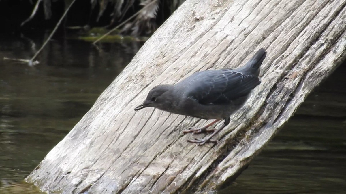 American Dipper - ML565285961