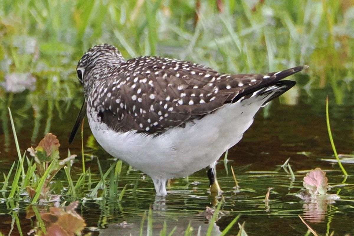 Solitary Sandpiper - ML565286281