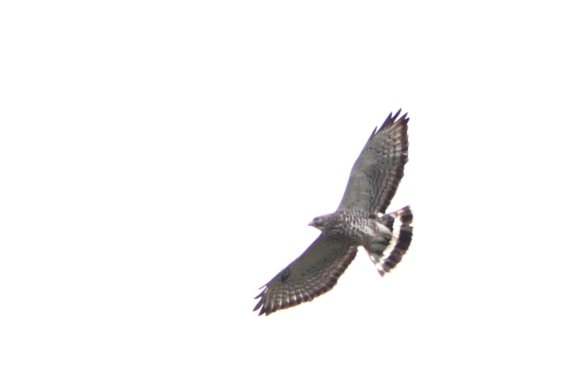 Broad-winged Hawk - ML565286311