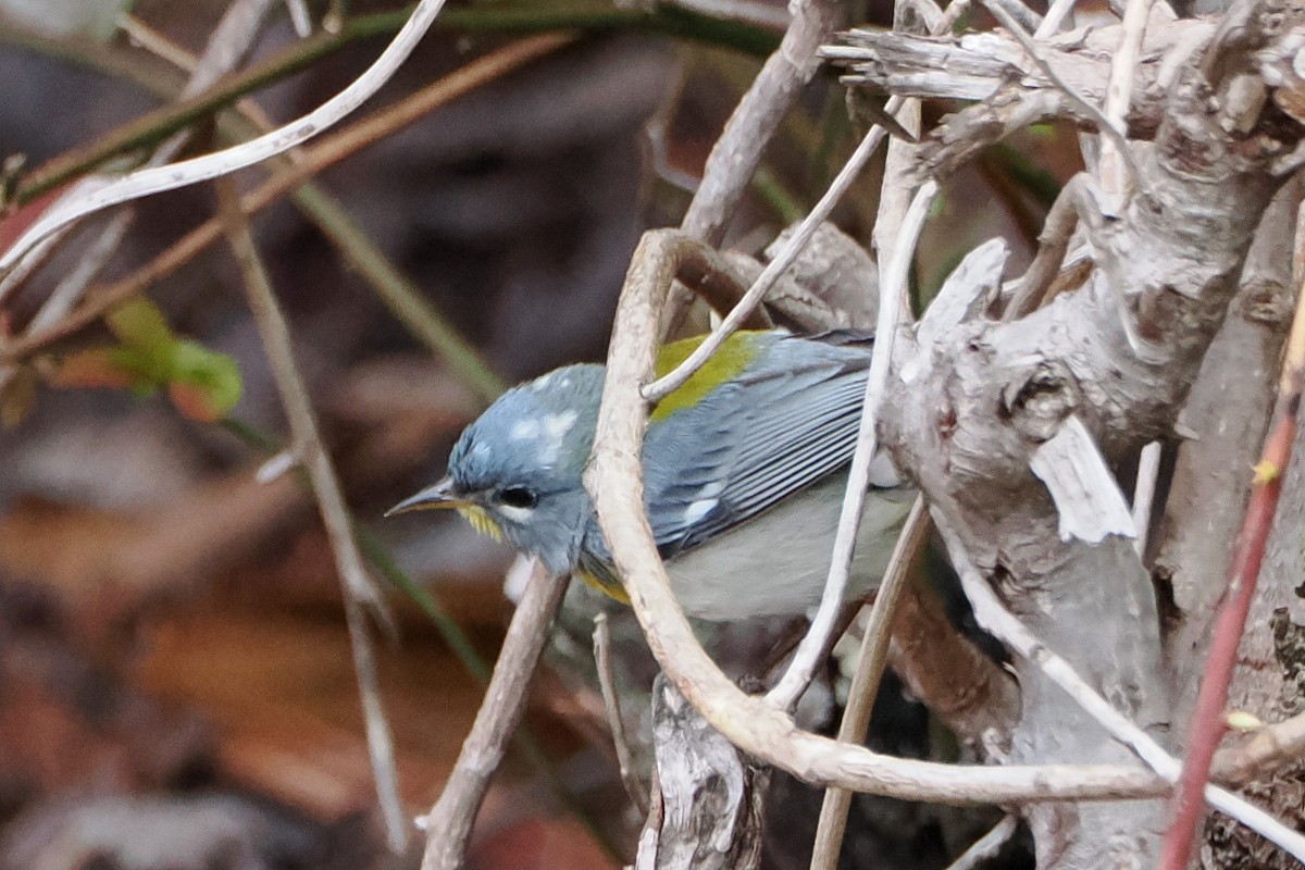 Northern Parula - ML565286481