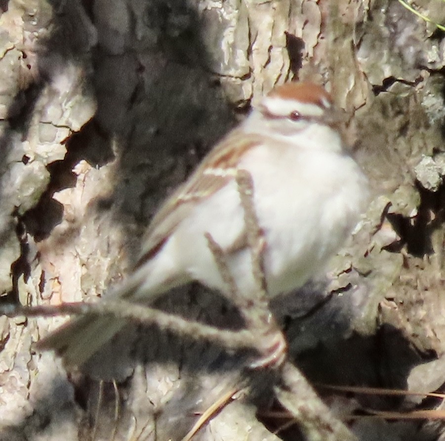 Chipping Sparrow - ML565286531