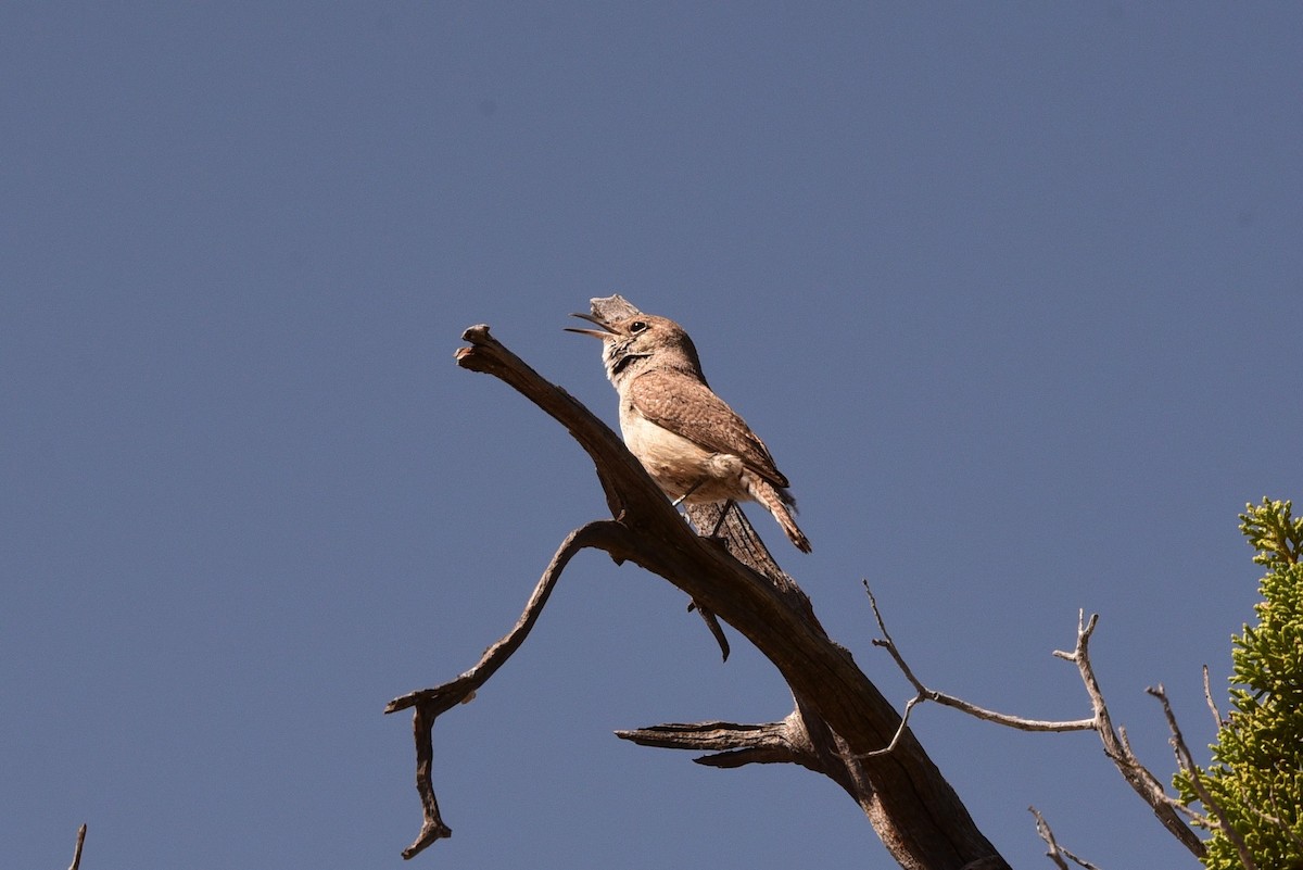 Rock Wren - Anonymous