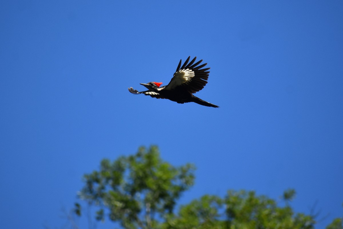 Pileated Woodpecker - ML565288531