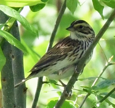 Savannah Sparrow - ML565290101