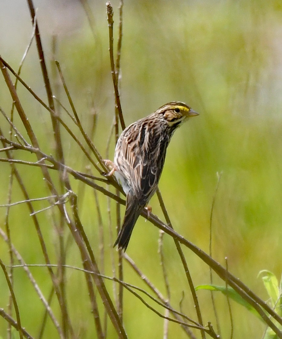 Savannah Sparrow - ML565290281