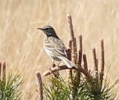 Meadow Pipit - ML565290371