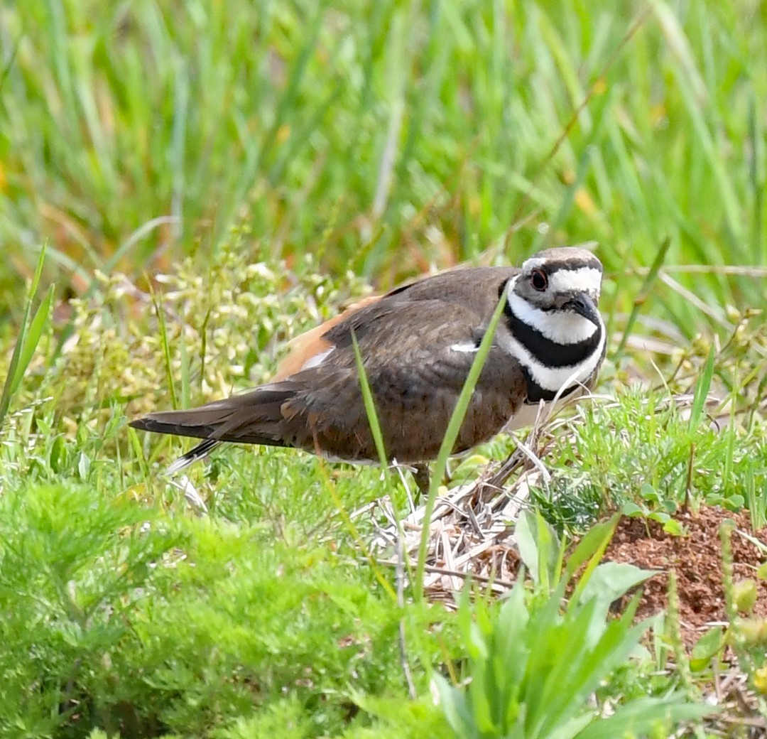 Killdeer - ML565290461