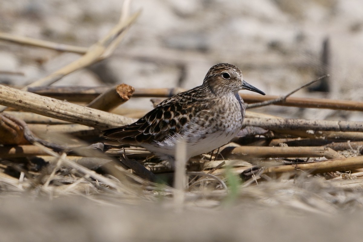 pygmésnipe - ML565292811