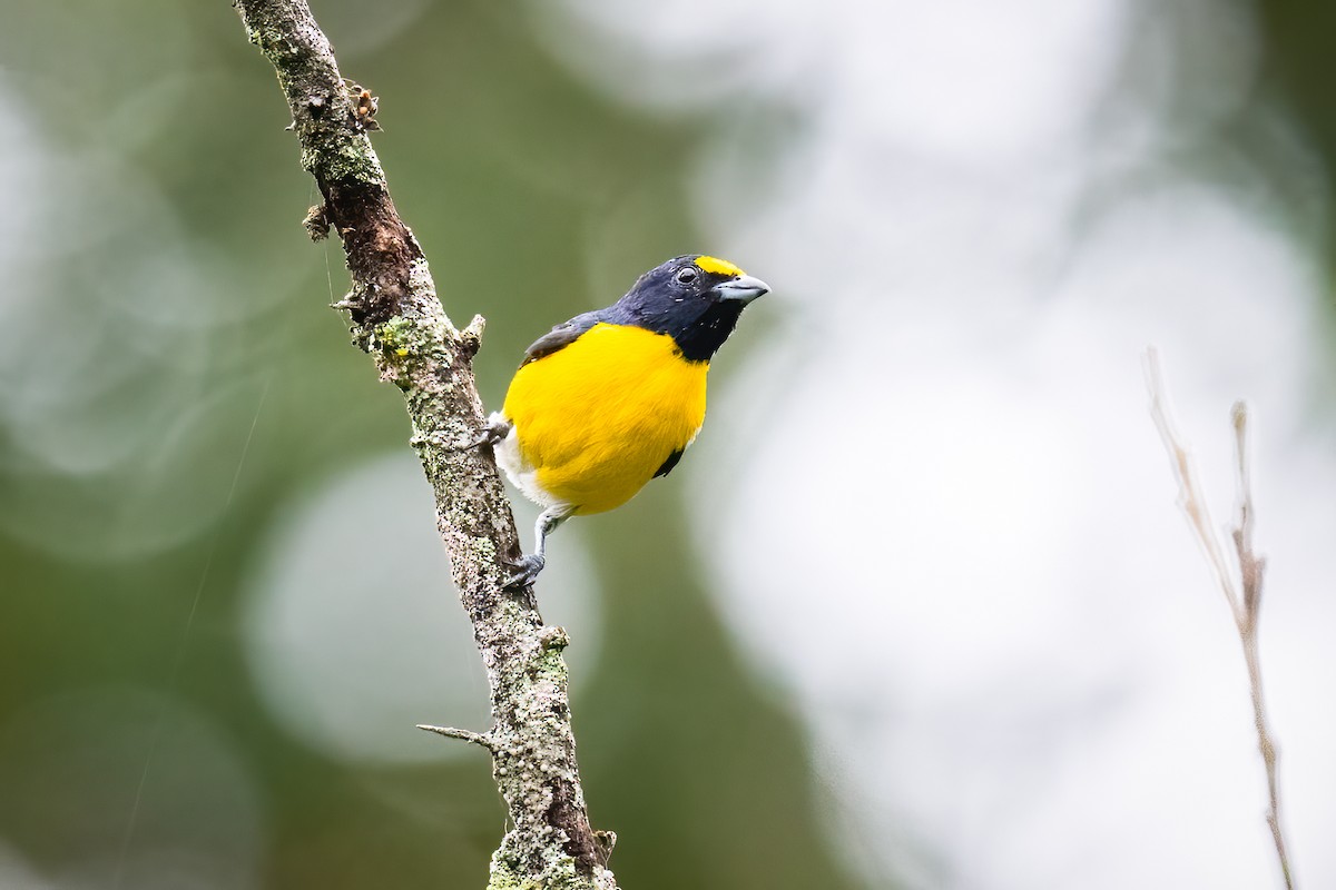 White-vented Euphonia - ML565294811