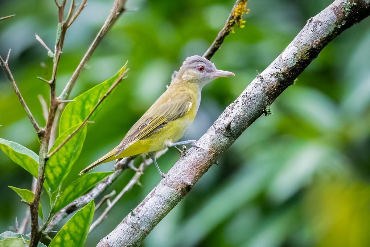 Yellow-green Vireo - ML565294901