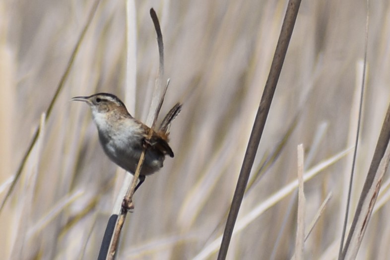 Marsh Wren - ML565294921