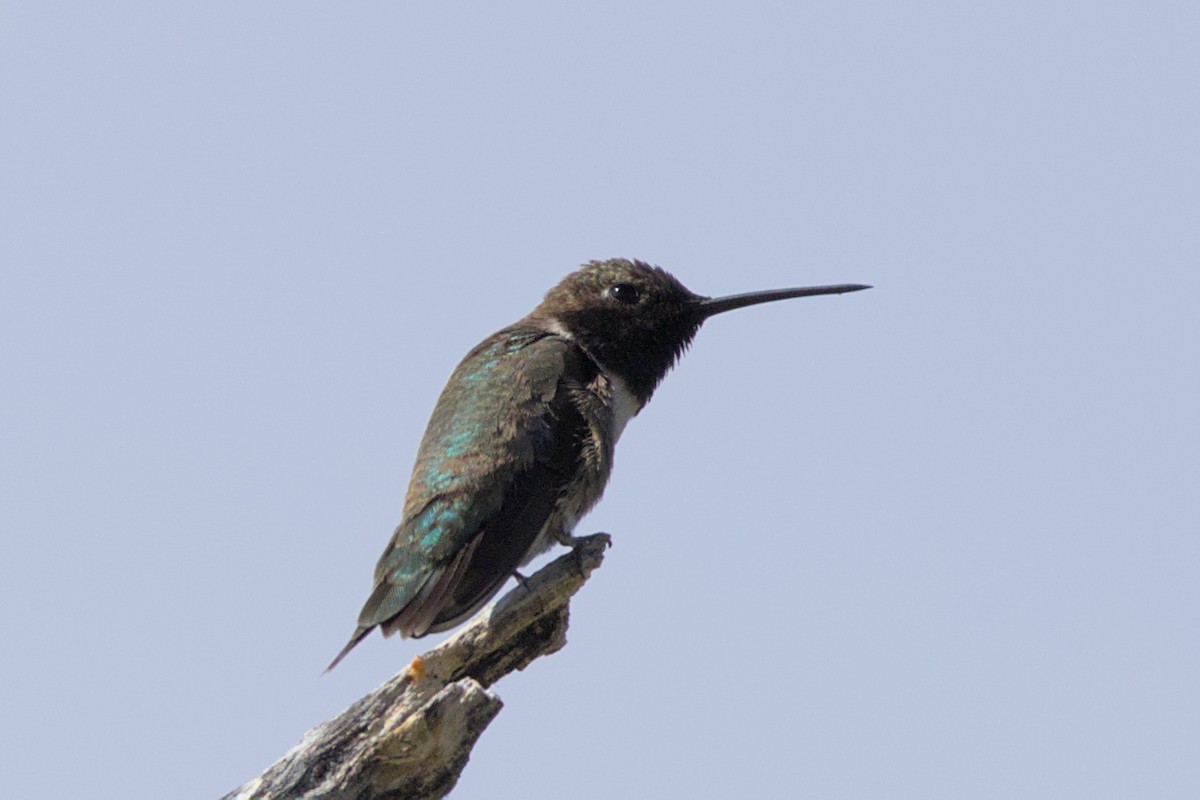 Black-chinned Hummingbird - ML565295571