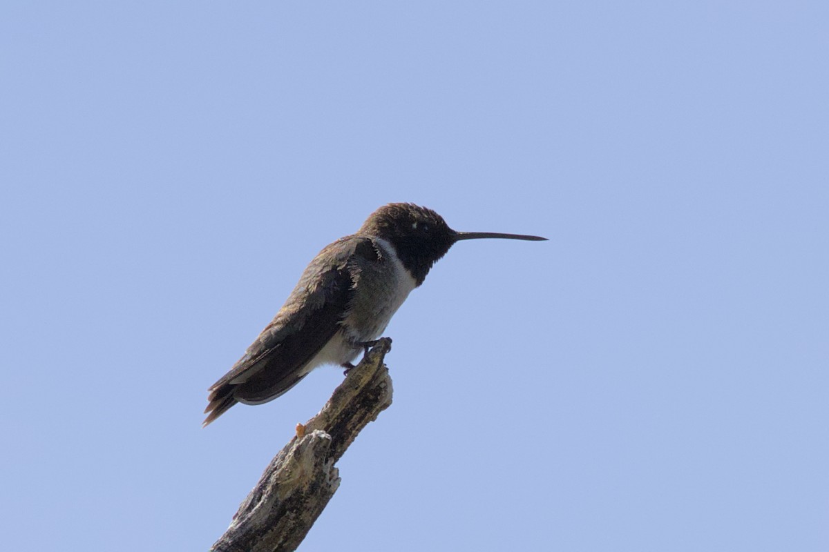 Black-chinned Hummingbird - ML565295581