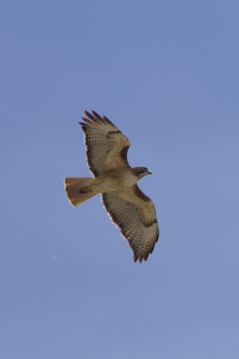 Red-tailed Hawk - ML565296001