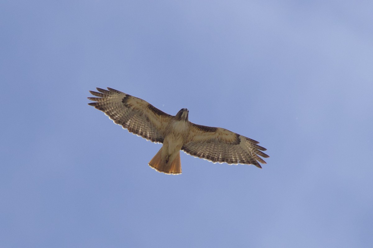 Red-tailed Hawk - ML565296011