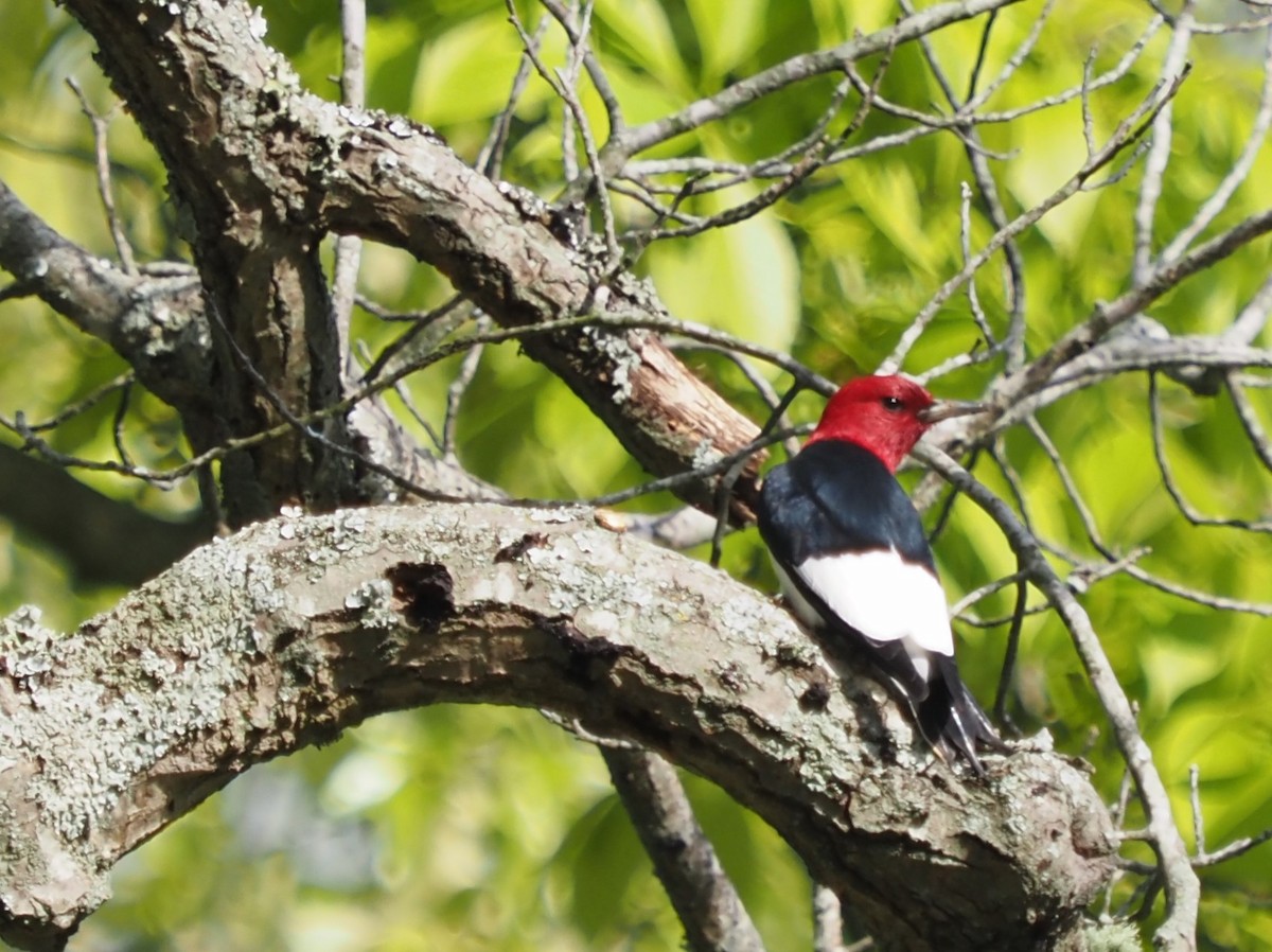 Red-headed Woodpecker - ML565297191