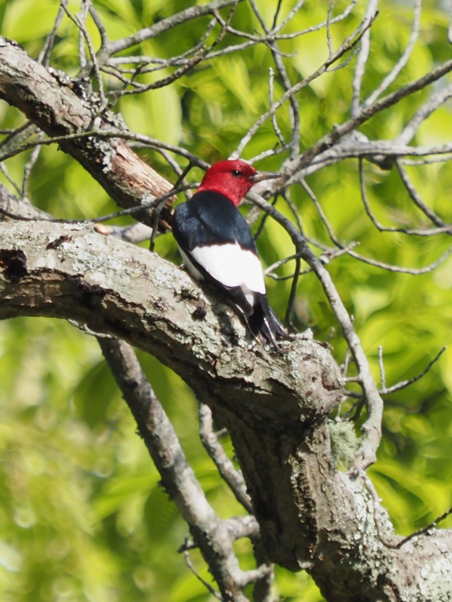 Red-headed Woodpecker - ML565297321