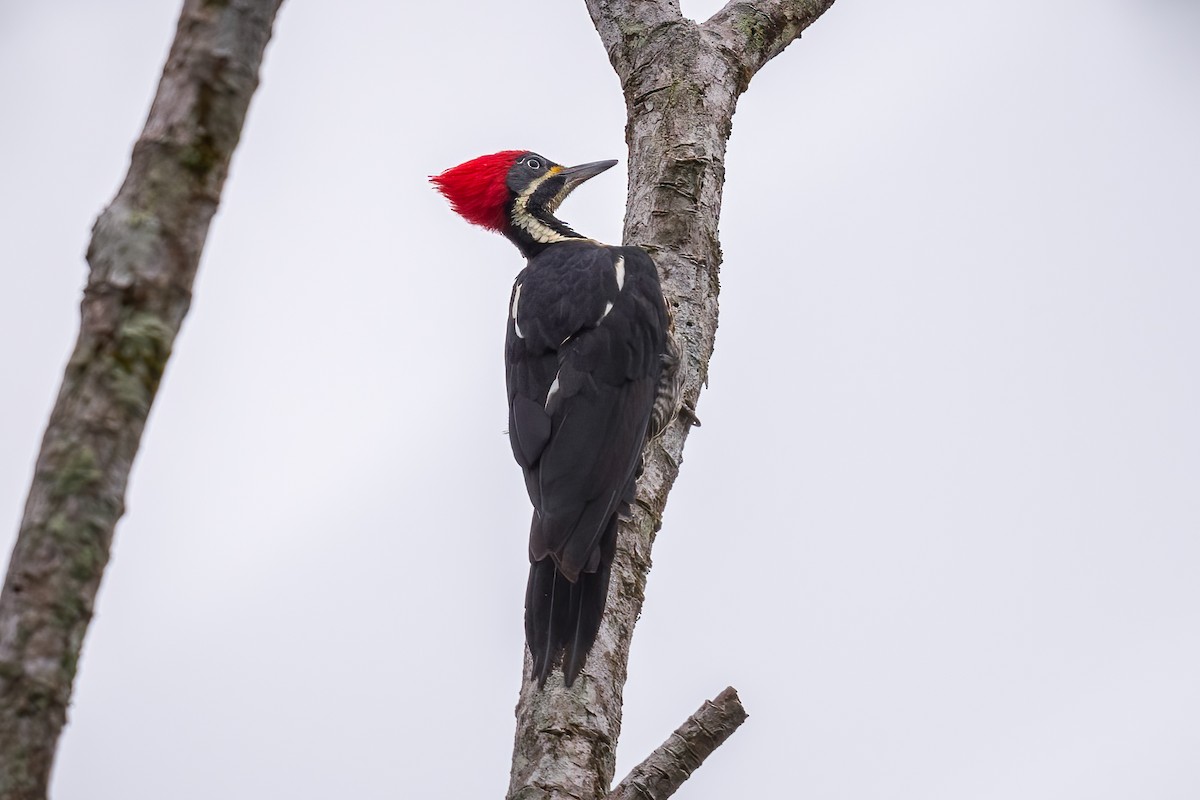 Lineated Woodpecker - ML565297601