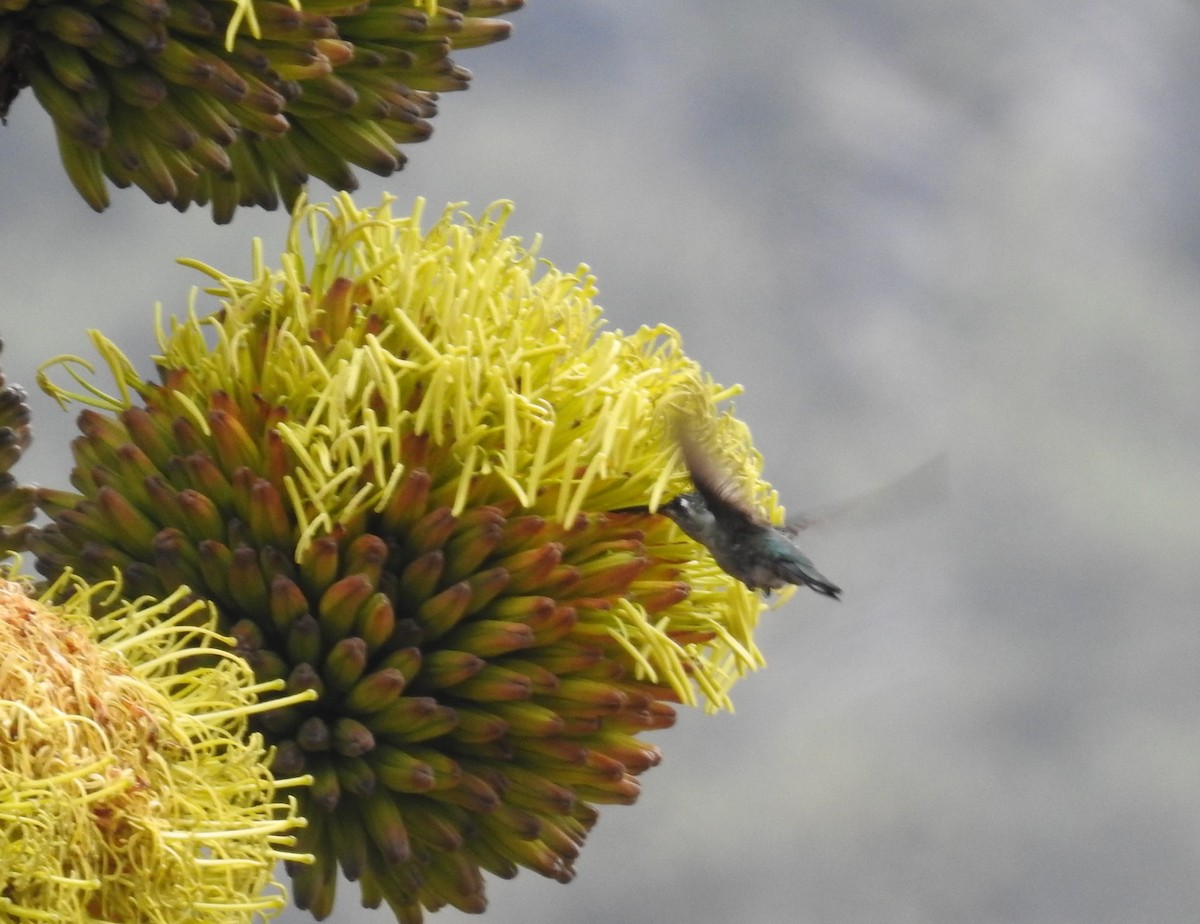 Colibrí Magnífico - ML565298021