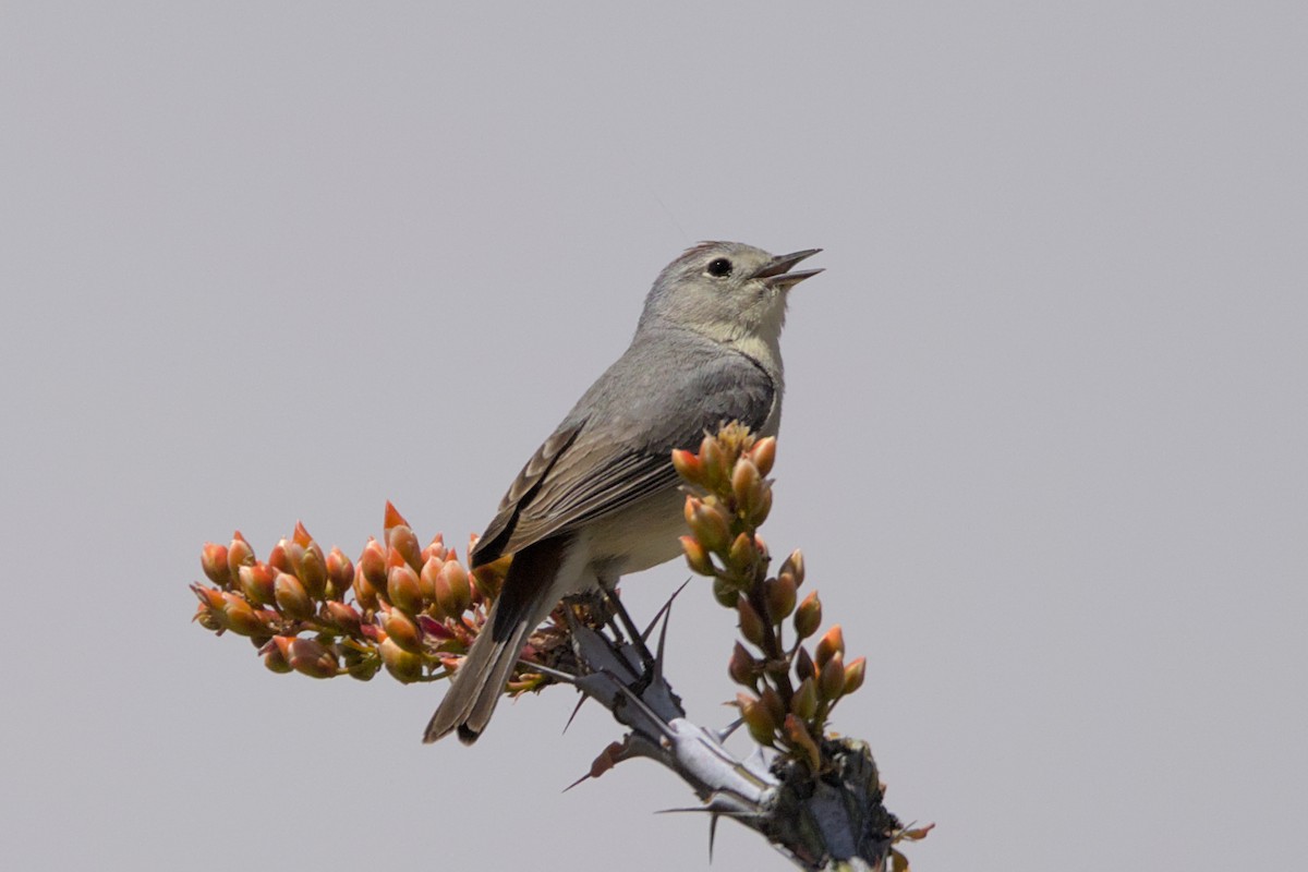 Lucy's Warbler - ML565298441