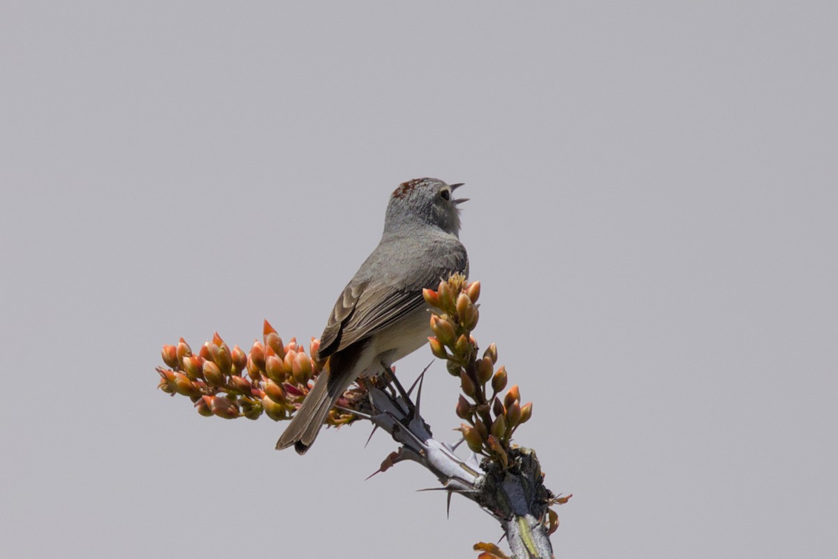 Lucy's Warbler - Clayton Fitzgerald