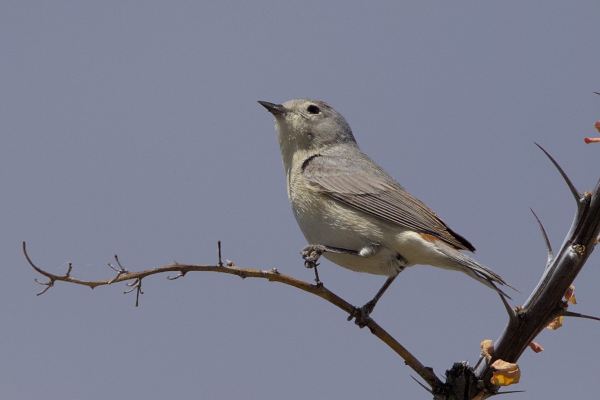 Lucy's Warbler - ML565298461