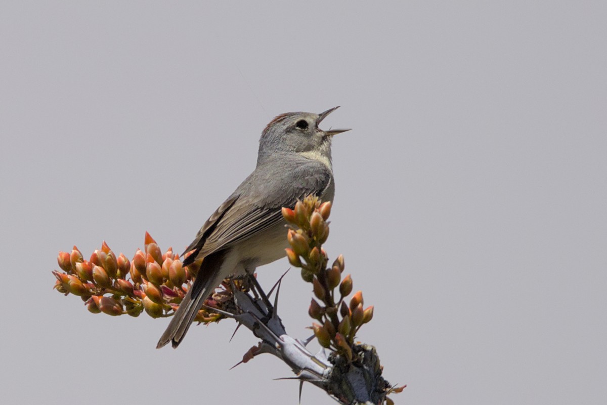 Lucy's Warbler - ML565298471