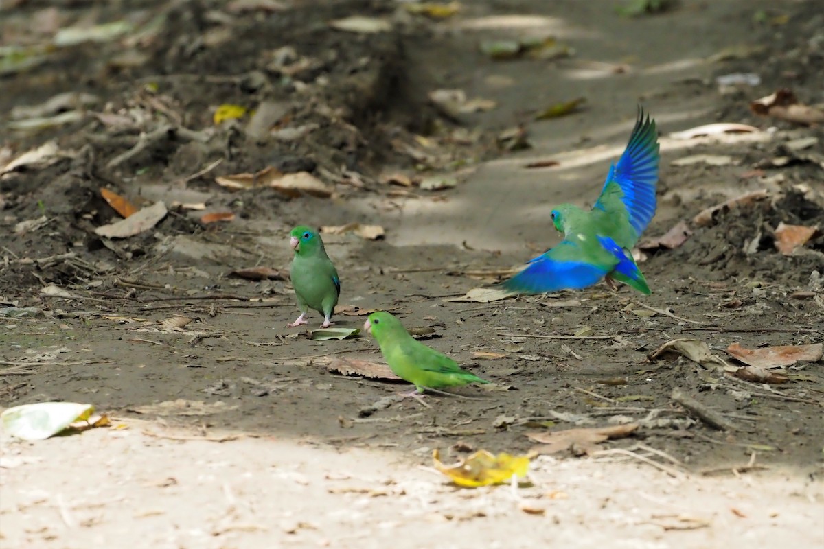 Spectacled Parrotlet - Nick  Kontonicolas