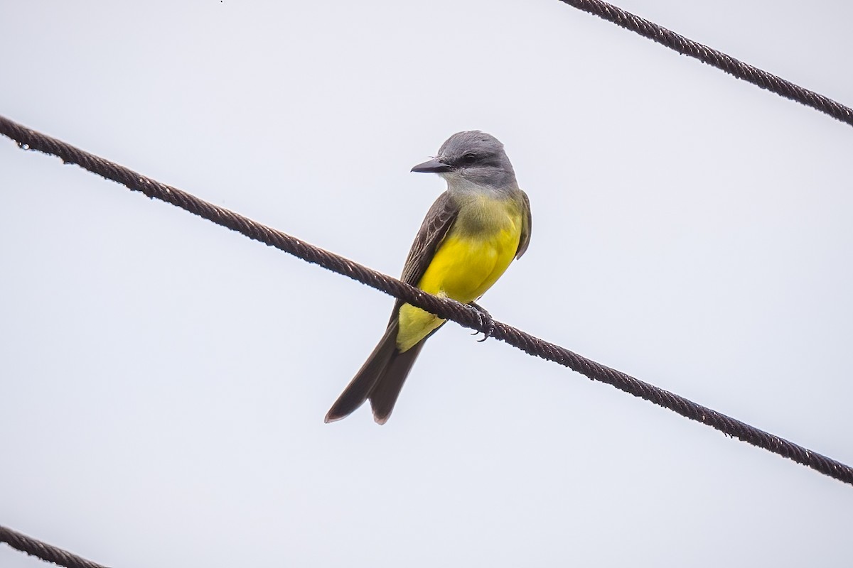 Tropical Kingbird - ML565299931