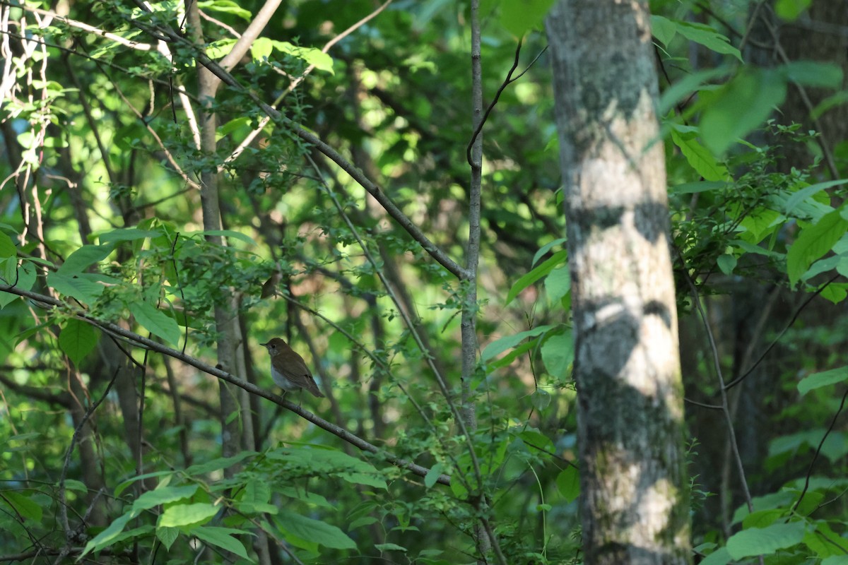 Gray-cheeked Thrush - ML565300651