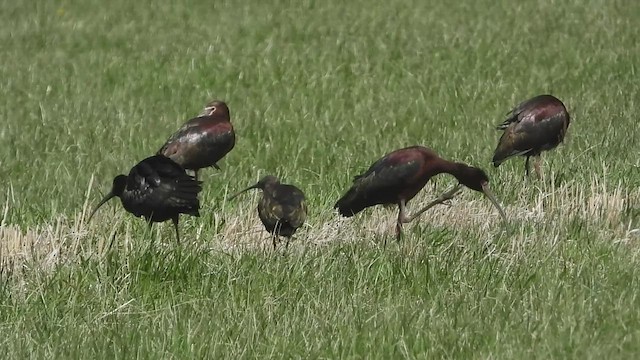 Glossy/White-faced Ibis - ML565301671