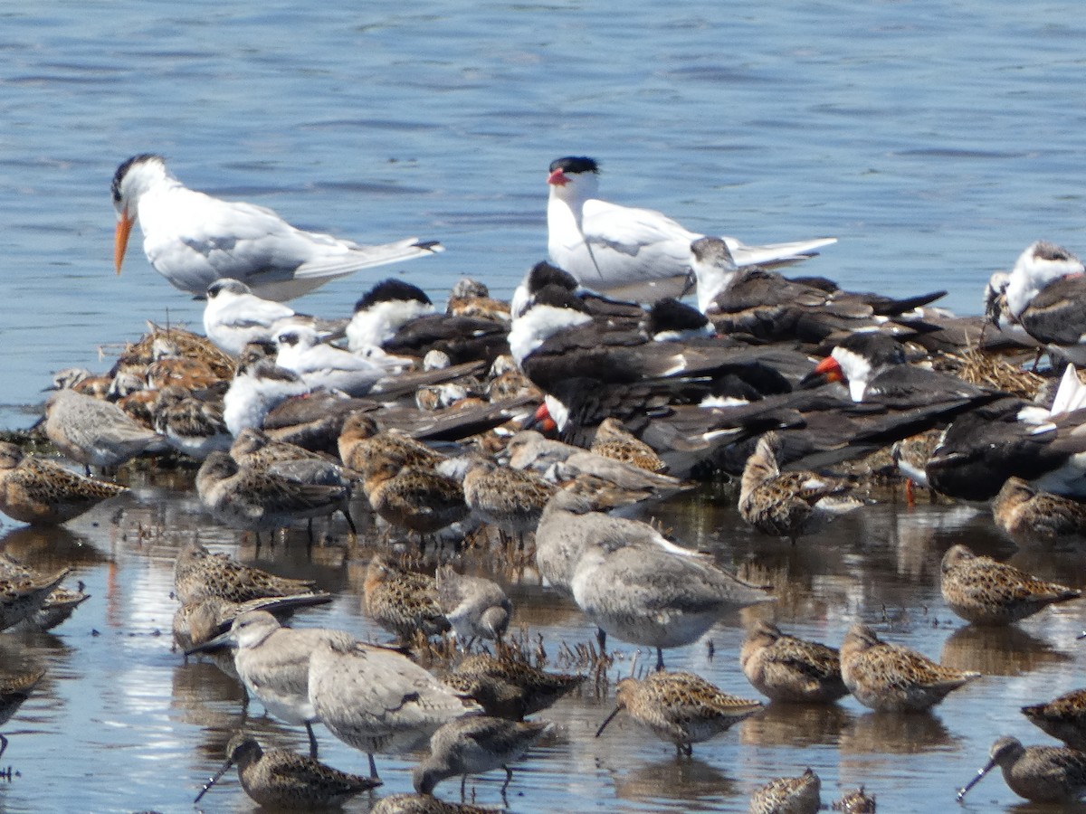 Caspian Tern - ML565301681