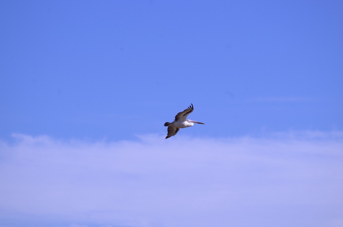 Australian Pelican - ML565302841